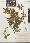 Foto von Salix myrsinifolia Salisb.